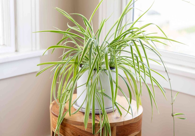 30 Best Houseplants for Beginners