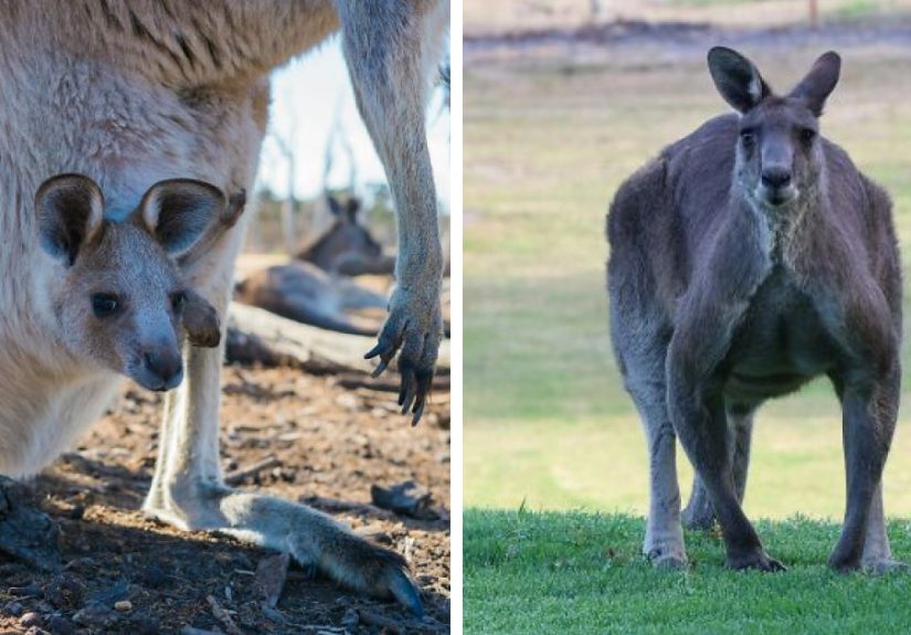 35 Incredible Kangaroo Facts That Sound Fake But Aren’t