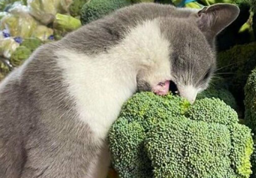 40 Insanely Cute Cats Spotted Living Their Best Lives In Random Shops