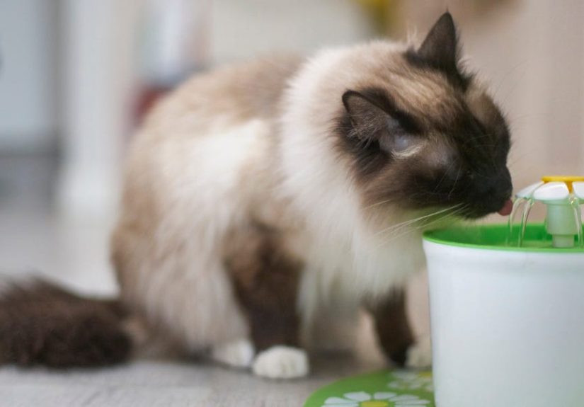 7 Best Water Fountains for Cats and Dogs of 2024