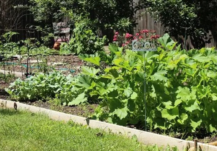 8 simple steps to your very own beautiful flourishing garden