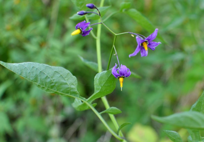9 Fast-Growing Weeds to Remove ASAP Before They Spread