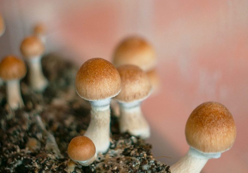 Can You Smoke Magic Mushrooms?