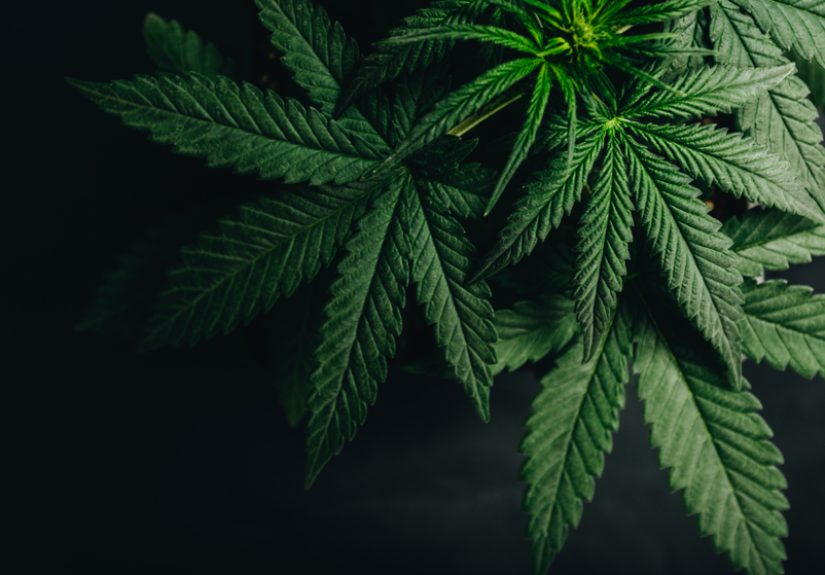 Cannabis is ground zero in the fight for racial justice in America