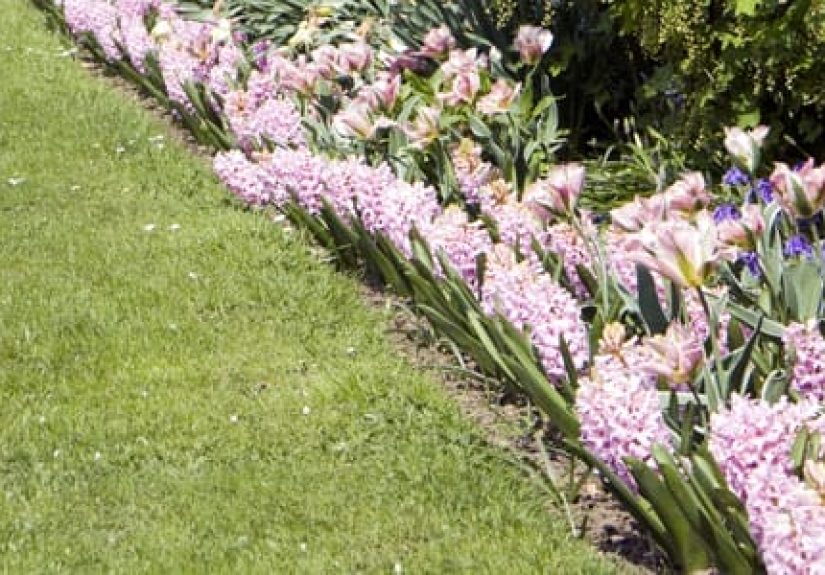 Caring for Summer-Blooming Bulbs