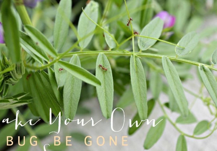 DIY All-Natural, Non-Toxic Bug Spray Using Essential Oils