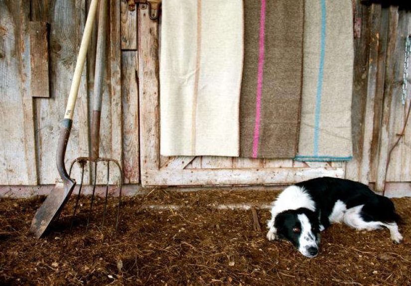 Dyed by the Sea: Seacolors Blankets from Maine