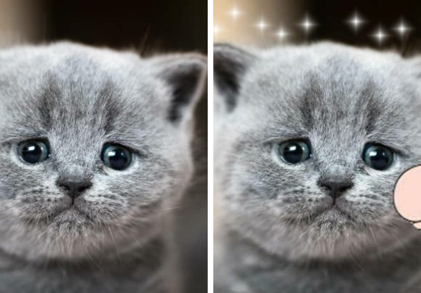 Hey Pandas, Photoshop This Sad Cat And Make It Happy! (Closed)