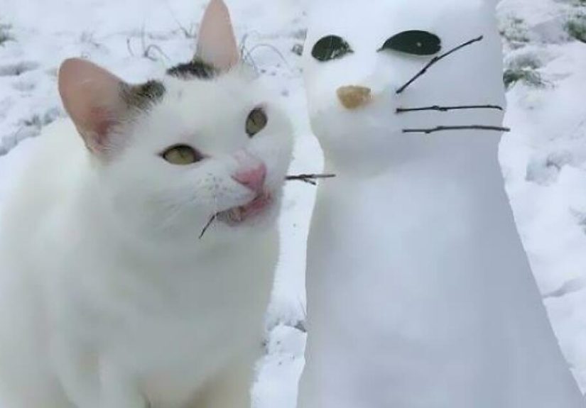 Hey Pandas, Post The Wildest Picture Of Your Pet
