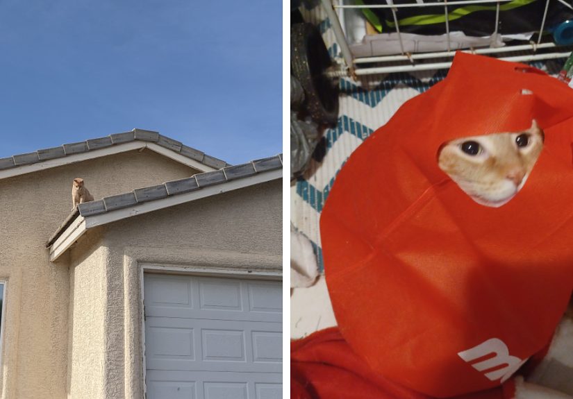 Hey Pandas, Share Your Pets In The Weirdest Places