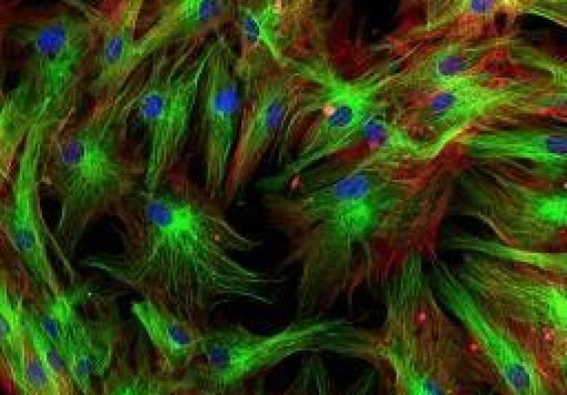 How Many Cells Are in the Human Body?