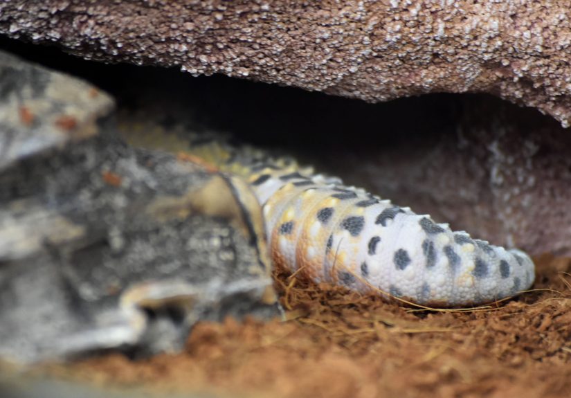 How to Care for a Leopard Gecko