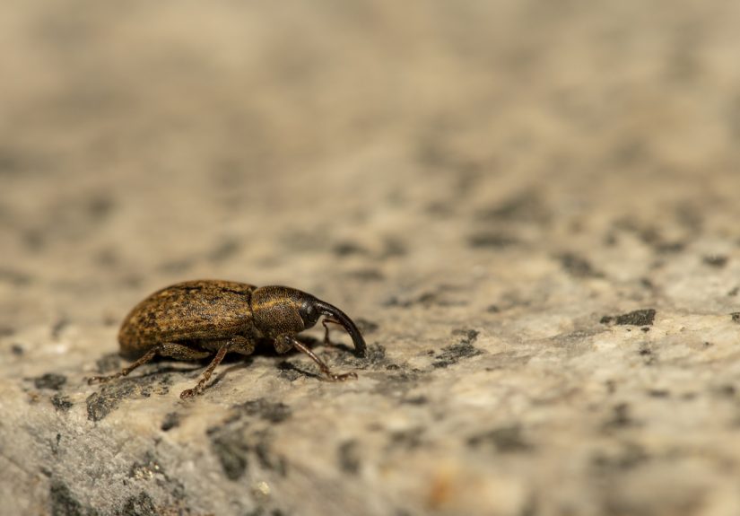 How to Get Rid of Weevils in Your Pantry
