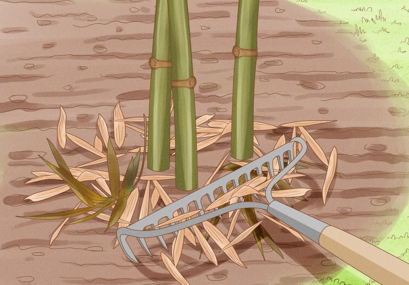 How to Grow Bamboo from Seed into Mature Plants