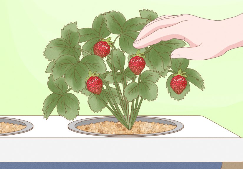 How to Grow Hydroponic Strawberries