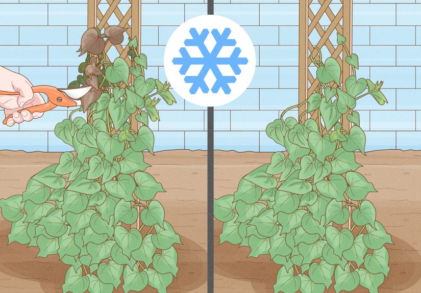 How to Grow Morning Glories