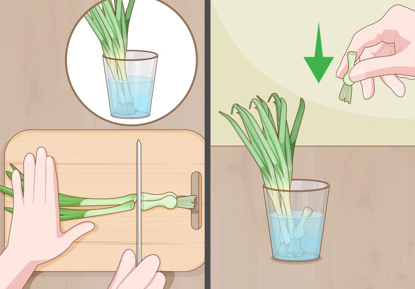 How to Grow Onions Indoors (From Seeds, Bulbs, or Cuttings)