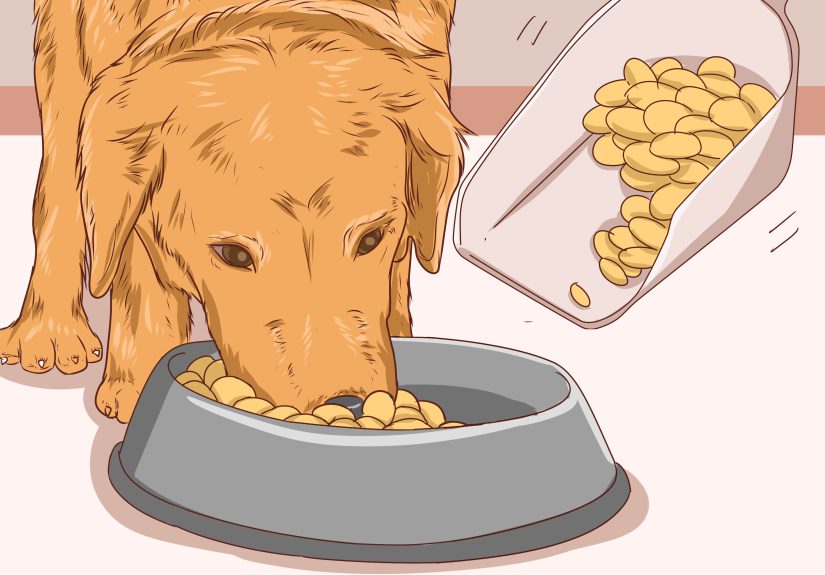 How to Help a Dog Pass an Obstruction: Safe Treatments