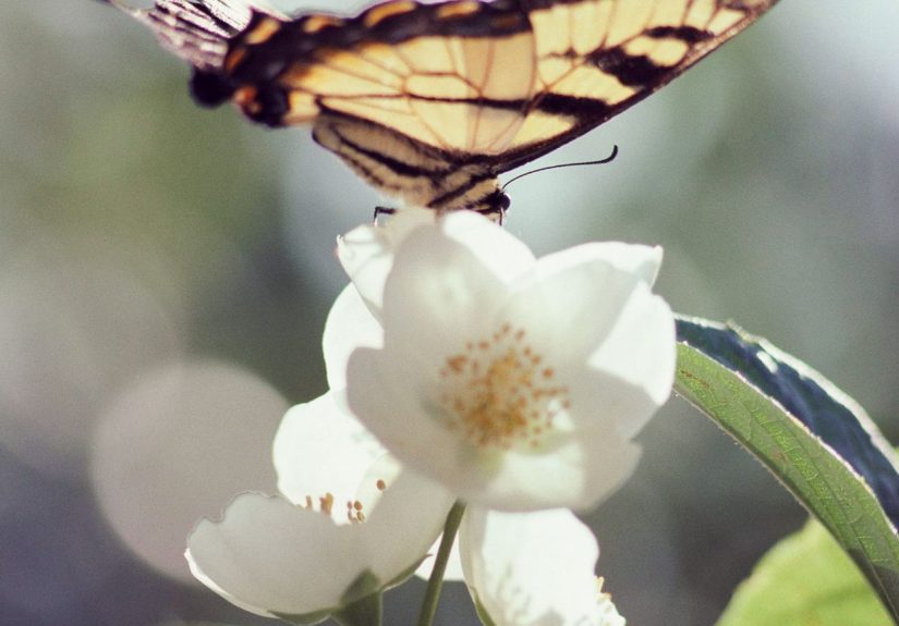 How to Plant and Grow Mock Orange