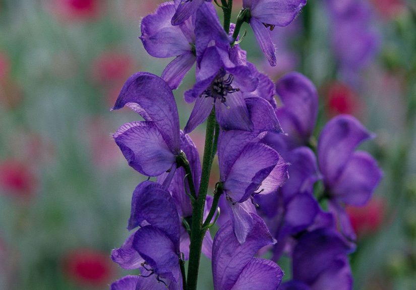 How to Plant and Grow Monkshood