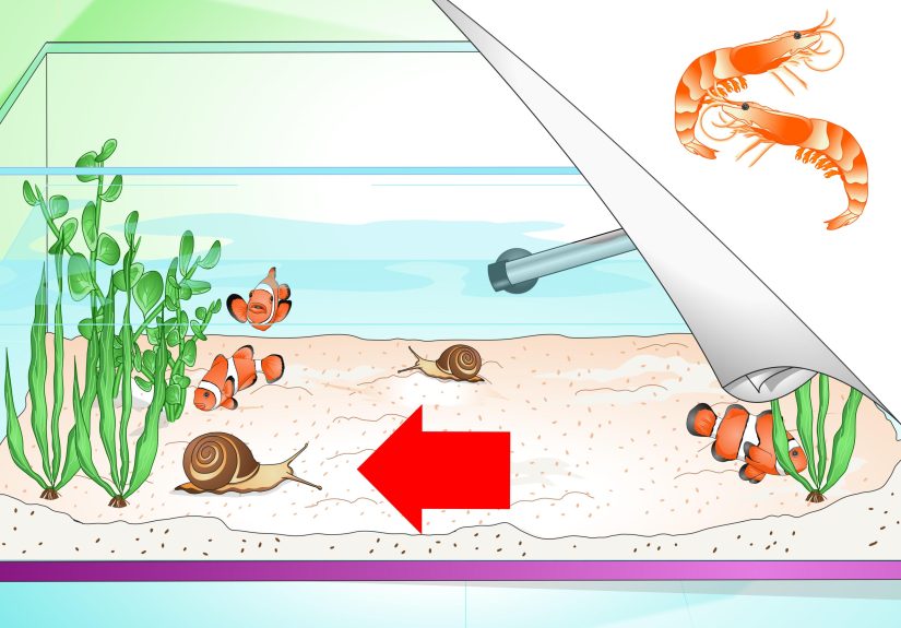 How to Tell if Your Fish Is Sick