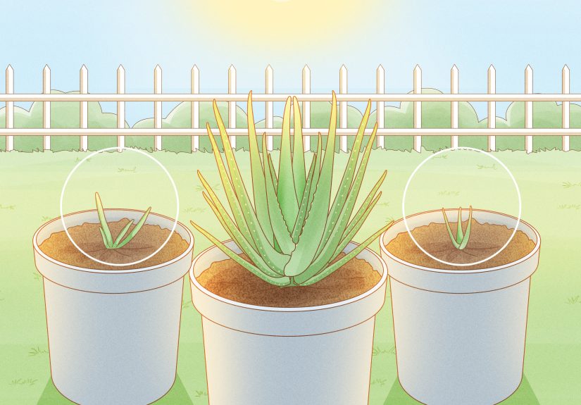 How to Transplant Aloe Vera: Step-By-Step Repotting Guide