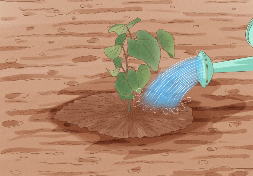 How to Transplant Plants & Flowers: Expert-Backed Tips