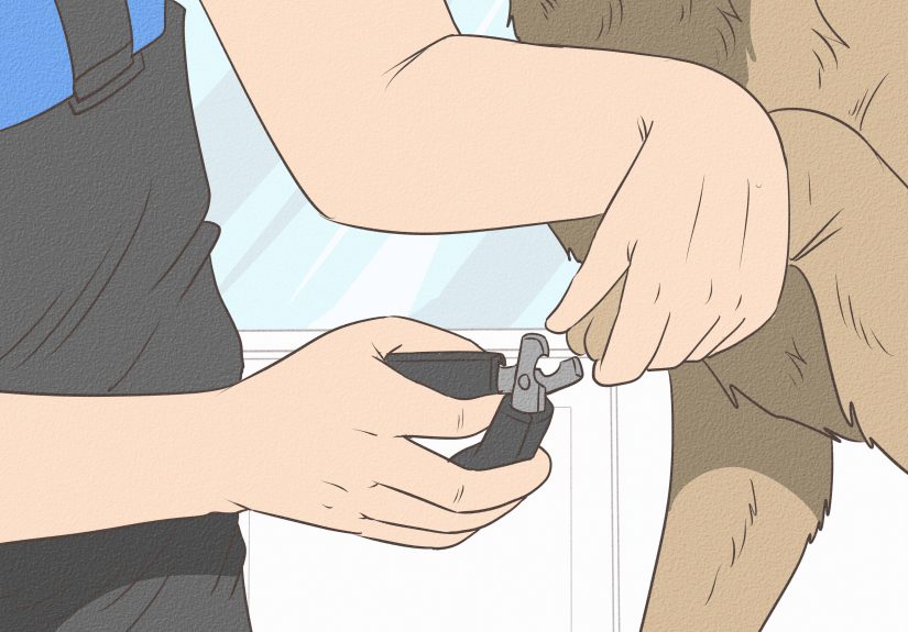How to Trim an Uncooperative Dog’s Nails: Expert Advice