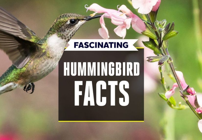 Hummingbird Facts