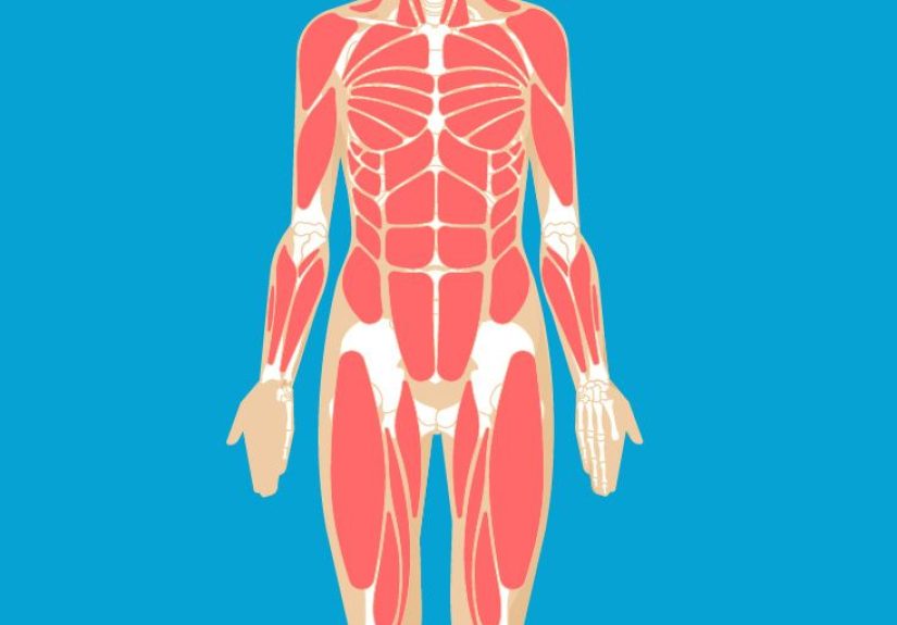Muscular System Anatomy, Diagram & Function
