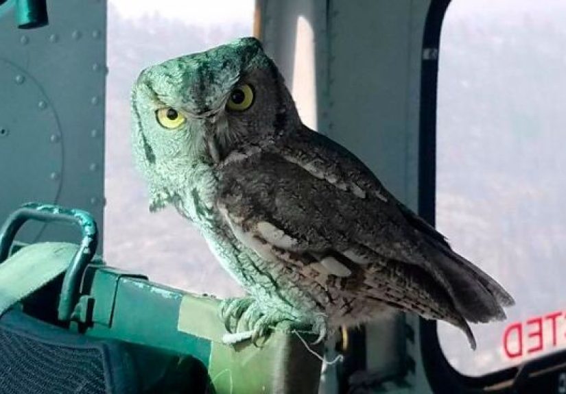 Owl Casually Flies Into Helicopter That’s In Flight Over Californian Wildfires