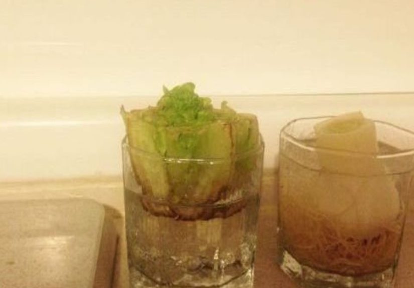 Regrowing Lettuce on My Kitchen Counter!