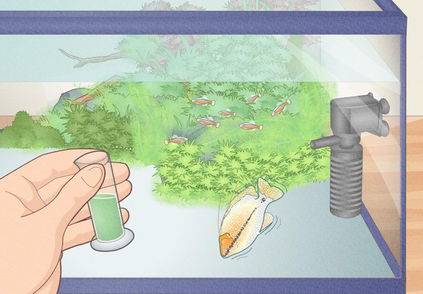 3 Simple Ways to Check Ammonia in a Fish Tank