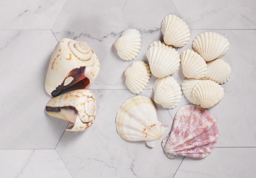 3 Ways to Make a Shell Necklace