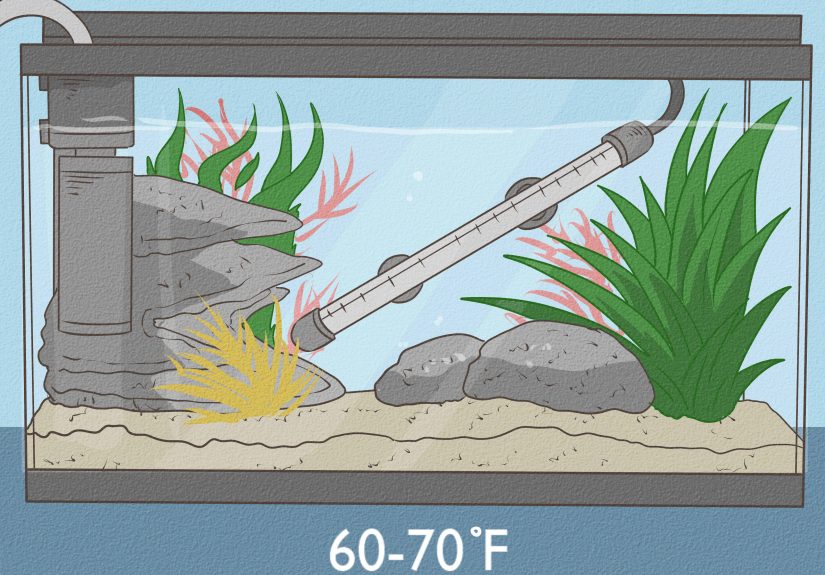 3 Ways to Tell if Your Goldfish Is an Adult
