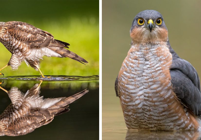 30 Captivating Bird Photographs By Raf Raeymaekers