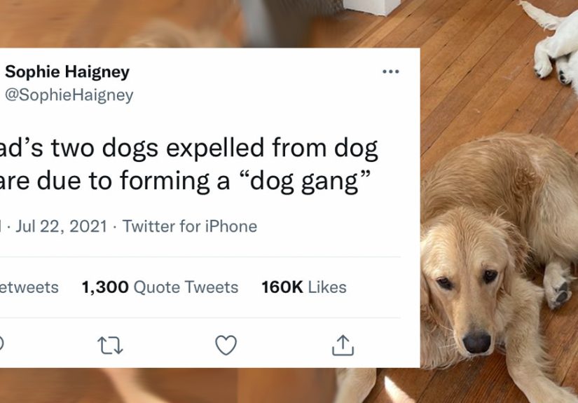 32 Times When Dogs Got Kicked Out Of Daycare For The Funniest Reasons, Shared By Owners Online