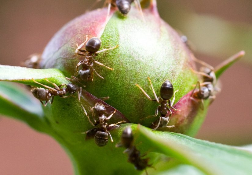 5 Plants That Attract Ants (and You Might Not Want Around Your House)