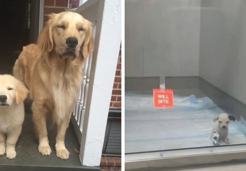 50 Adorable Dog Memes To Warm Your Heart And Make You Laugh