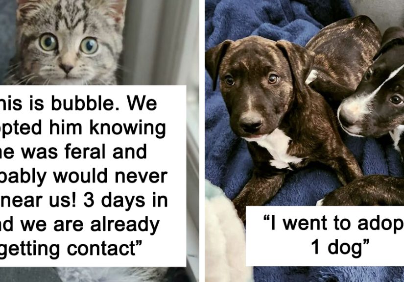 50 Soul-Healing Rescue Pet Pics To Make You Smile (November Edition)