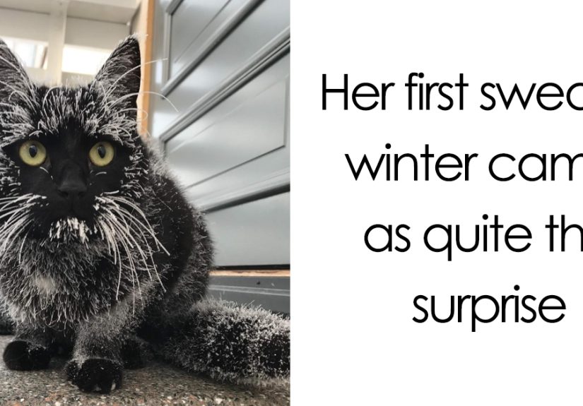 50 Times Animals Experienced Snow For The First Time, And Their Faces Say It All