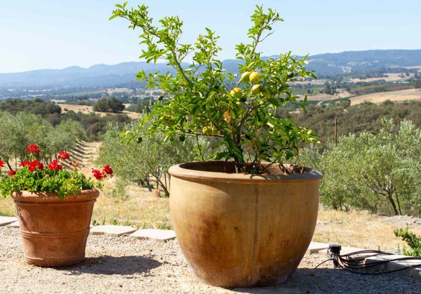 6 Tips for Growing Fruit Trees in Containers