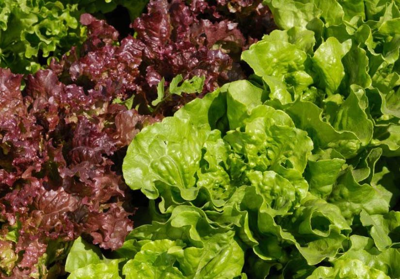 9 Health and Nutrition Benefits of Red Leaf Lettuce