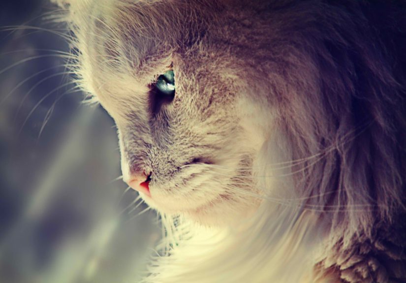 After Losing My Son At Birth This Deaf Kitten Saved Me