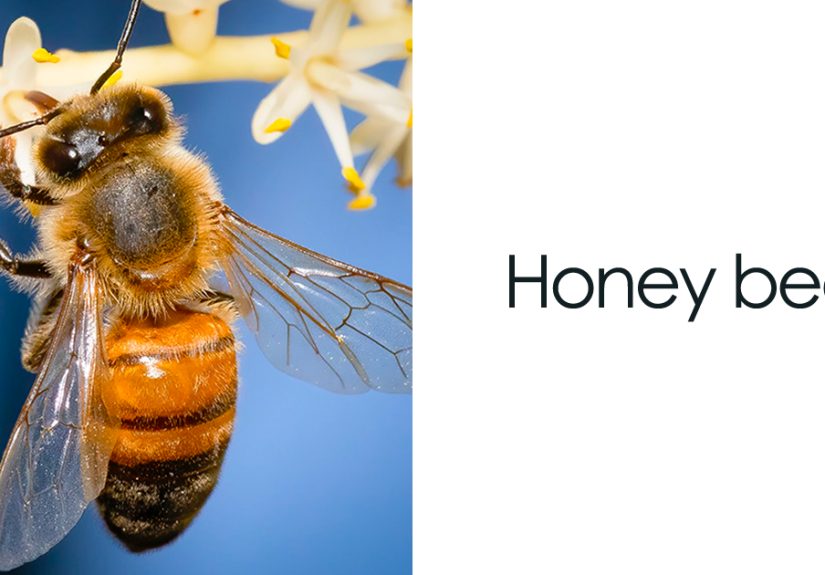 &ldquo;An Amazing World Right Under Your Nose&rdquo;: 24 Pictures Of Nature That I Took With A Macro Lens
