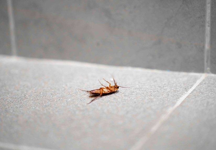 Does Baking Soda Kill Roaches? Here's What You Need to Know
