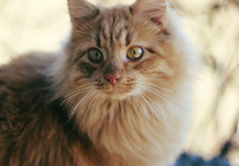 Hey Pandas, Post A Picture Of Your Cat And I Will Rate Their Floofyness (Closed)