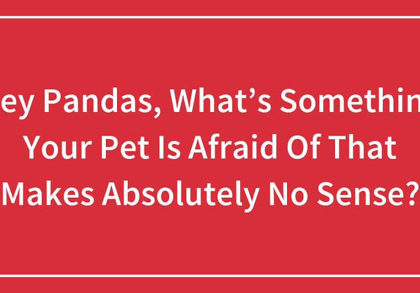 Hey Pandas, What’s Something Your Pet Is Afraid Of That Makes Absolutely No Sense?