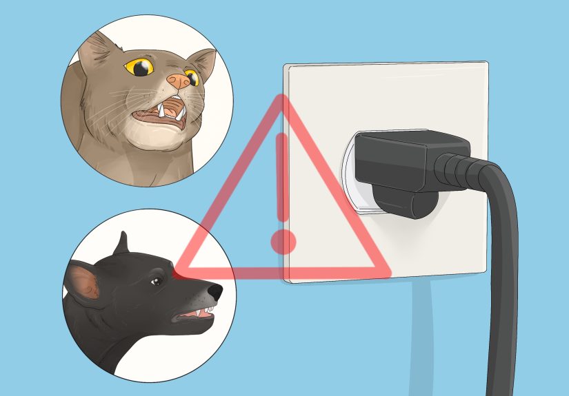 How to Create a Bond With Your Hamster: Handling Tips & Tricks