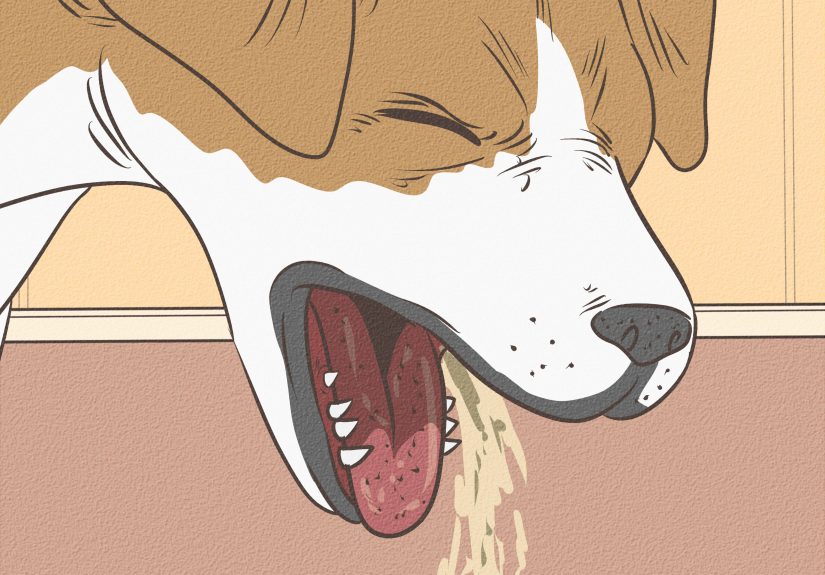 How to Determine if a Dog Is Dehydrated: 9 Steps